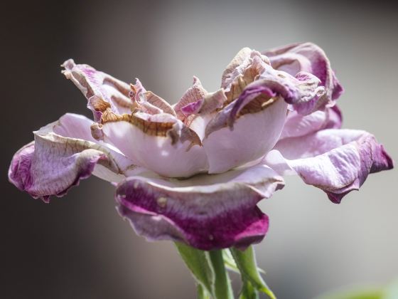 Peony Garden