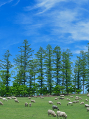 Ishida Sheep Farm