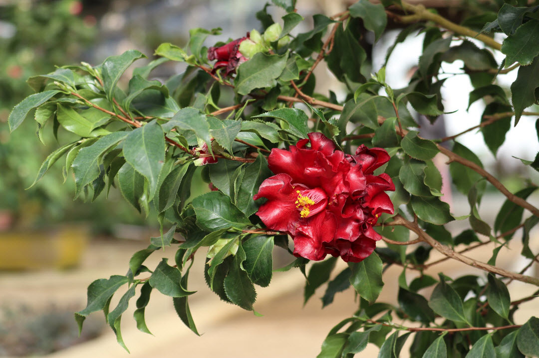 偽出國 21是時候旅行了 台北三花季推薦打卡賞花熱點遊記攻略 Trip Com 旅遊指南