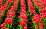 Haoze International Tulip Flower Sea Joy City