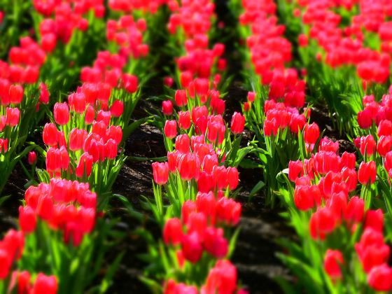 Haoze International Tulip Flower Sea Joy City