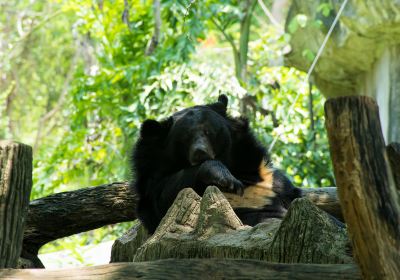 bornean sun bear conservation centre