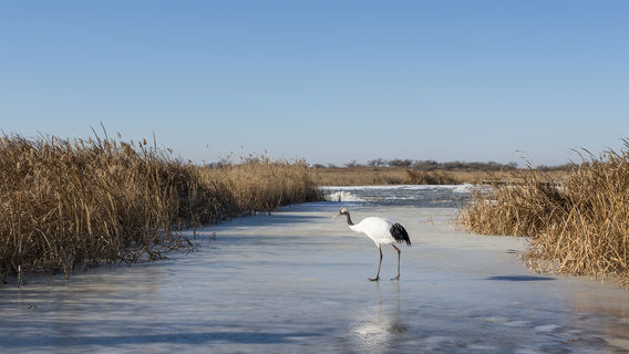 Xianghai Mongolian Township