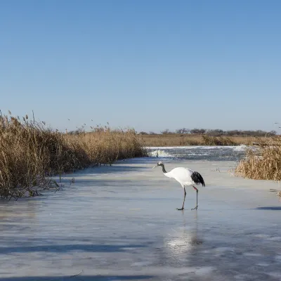 白城 飛 上海