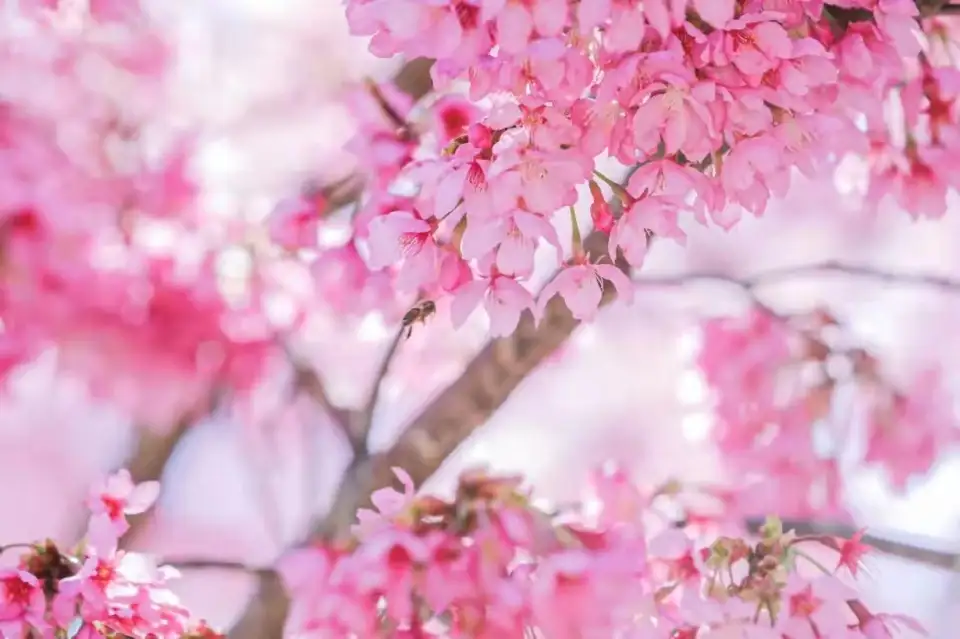 3_仙居山櫻花園