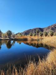 Zzyzx Mineral Springs / Soda Springs