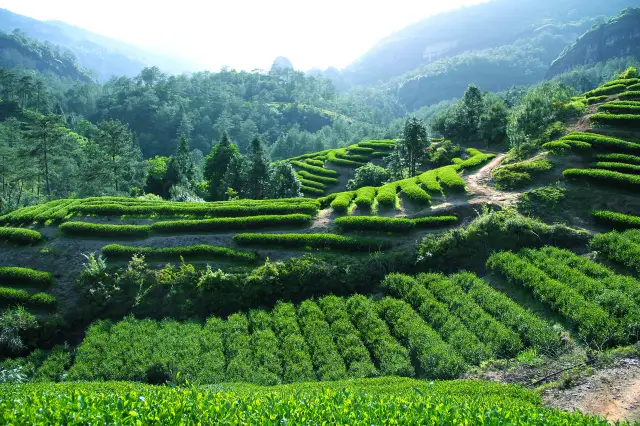 Wuyishan Tea Tasting