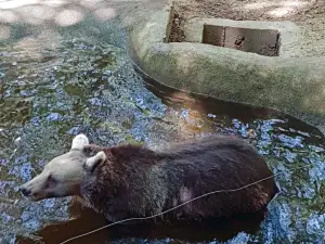 BEAR SANCTUARY Belitsa