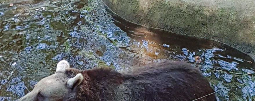 BEAR SANCTUARY Belitsa