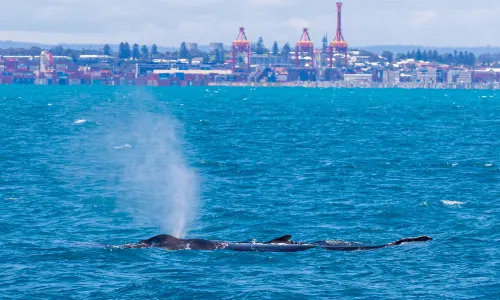 Whale Watching At Sea in Perth