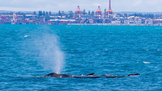 Whale Watching At Sea in Perth