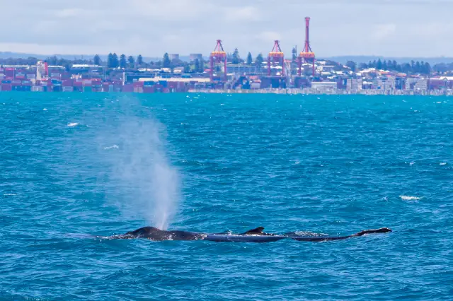 Whale Watching At Sea in Perth