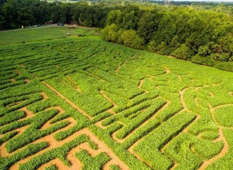 Regal Corn Maze