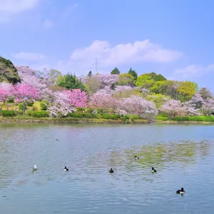 三ツ池公園