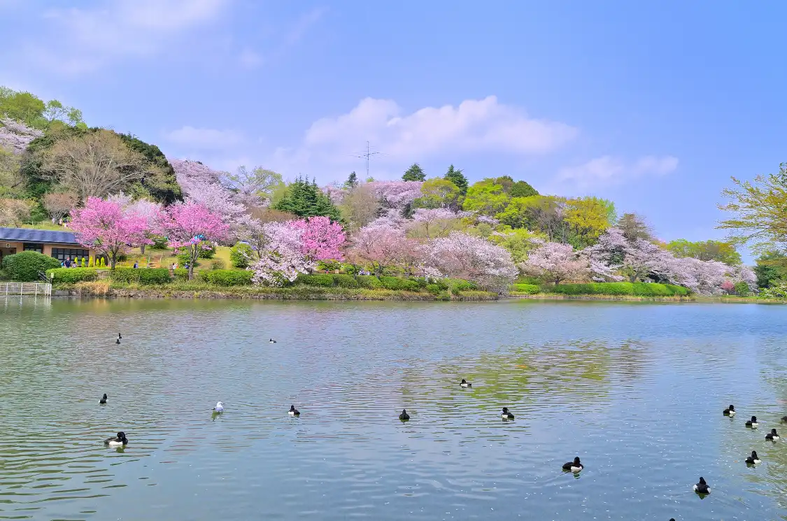 三池公園附近的飯店