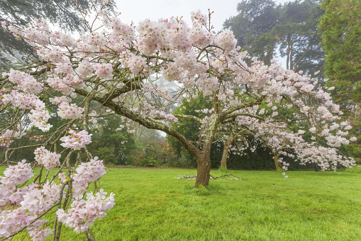 4_Golden Gate Park