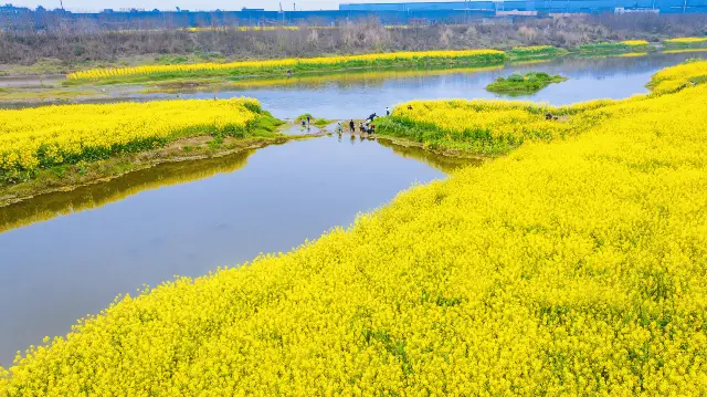 Enjoying Rapeseed Flowers in Sichuan