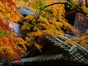 루리코인