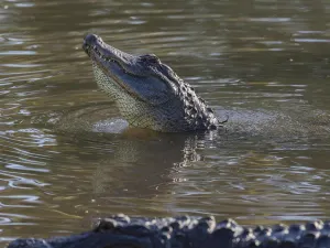 Gatorland