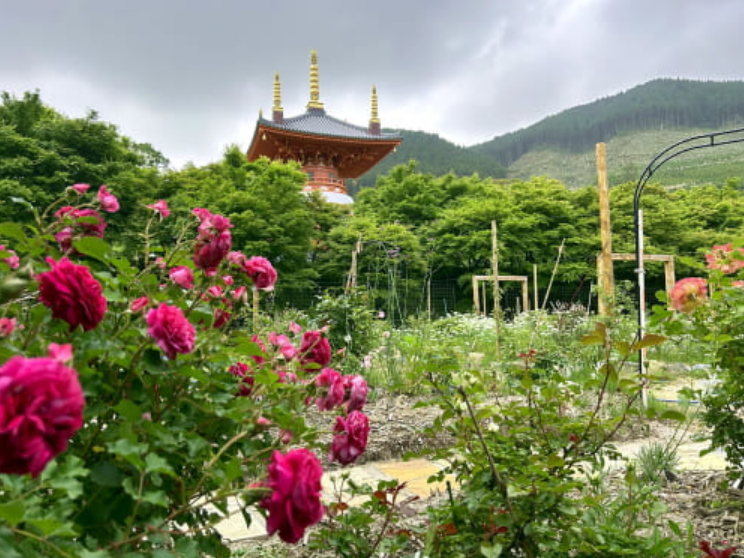 呑山観音寺バラまつり | 篠栗町