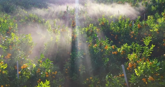 賓川縣2025葡萄文化旅遊活動周 | 賓川