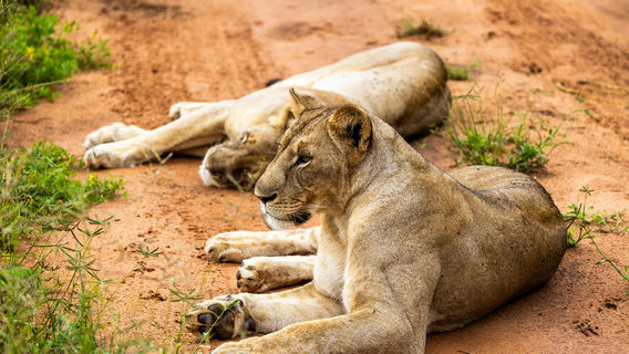 Africa Safari Serengeti Ikoma