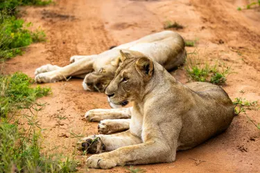 アフリカ・サファリ・セレンジェッティ・イコマ