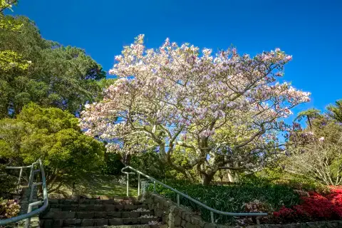 Wellington Botanic Garden