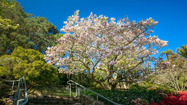 Wellington Botanic Garden