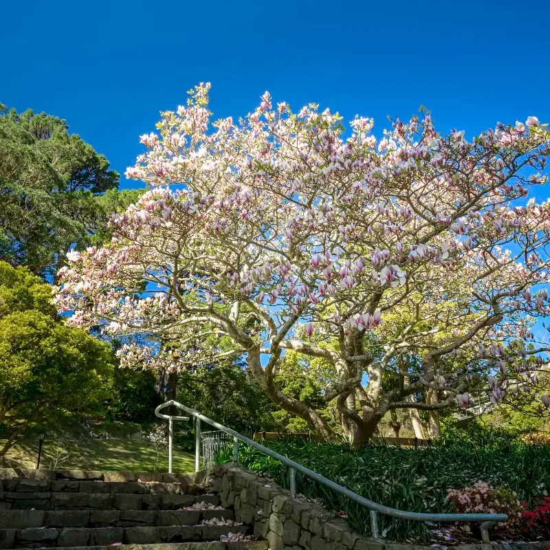 惠靈頓植物園