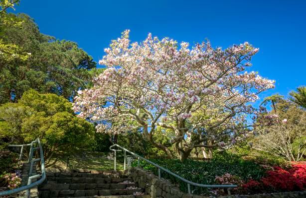 Wellington Botanic Garden