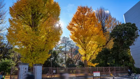 Shinjuku Gyoen National Garden attraction in Tokyo