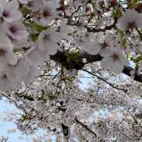 桜絶景写真を撮るなら青森！弘前！