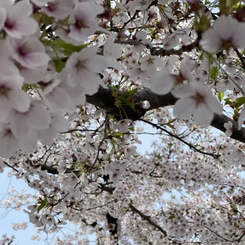 桜絶景写真を撮るなら青森!弘前!