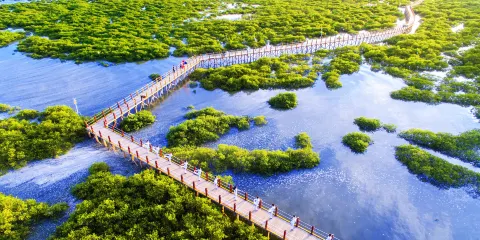 北海金海灣紅樹林生態旅遊區門票(贈送趕海體驗)+觀光車票小童