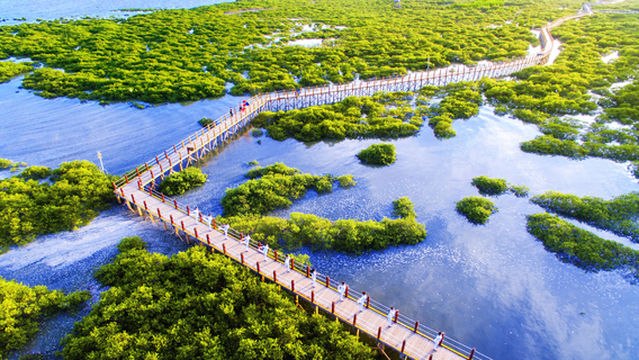 Beihai Golden Bay Mangrove Ecotourist Region