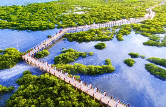 北海金海灣紅樹林生態旅遊區門票（贈送趕海體驗）+觀光車票成人