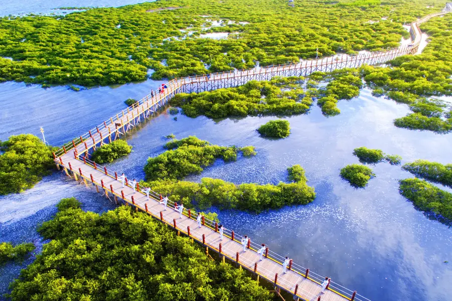 Beihai Golden Bay Mangrove Ecotourism Area