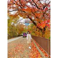 最美的赏秋地...大阪城公園