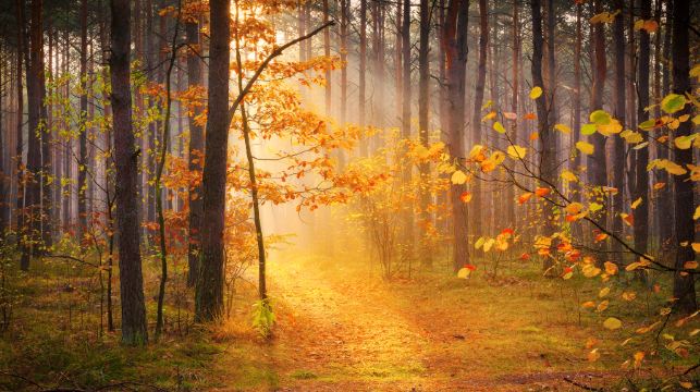 太白山國家森林公園一日遊【精品小團打卡秦嶺深處 觀雲海翻騰】