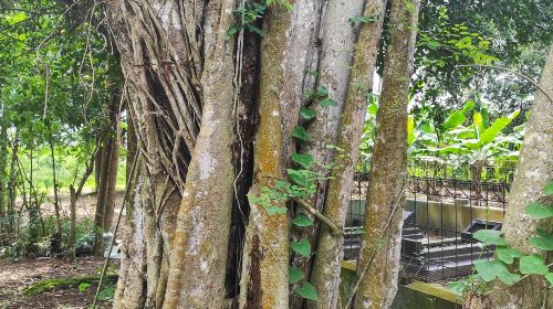 Black River Gorges National Park