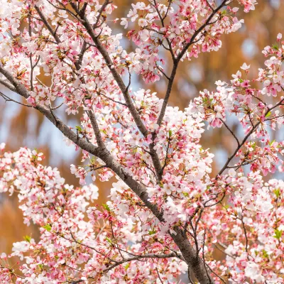 Авиабилеты Хэфэй в Аэропорт Шереметьево