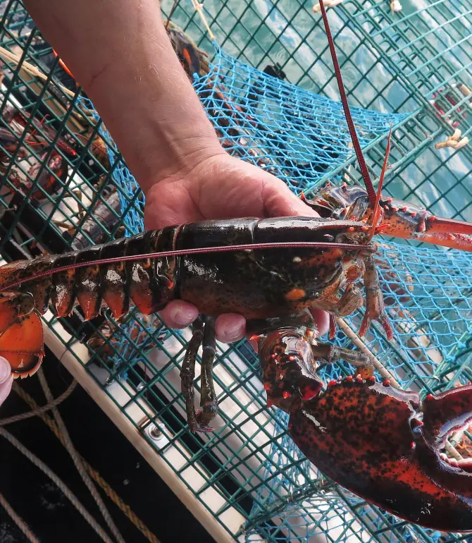 Maine