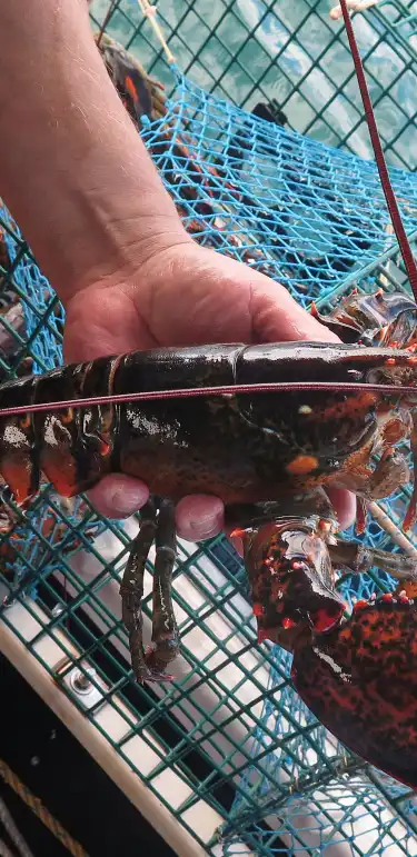 Hotel Dengan Airport Shuttle di Maine, United States