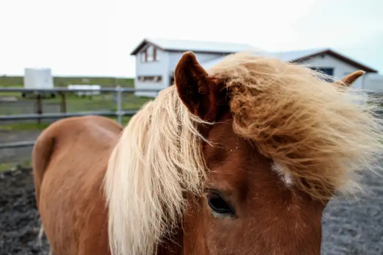 Keflavík