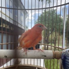 Xin Zhenjiang Shanghai Fuchun Soup Dumplings Restaurant User Photo