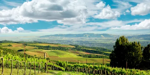 The Mountain Winery