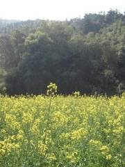 Rape Flower Field in Wutongxia Village