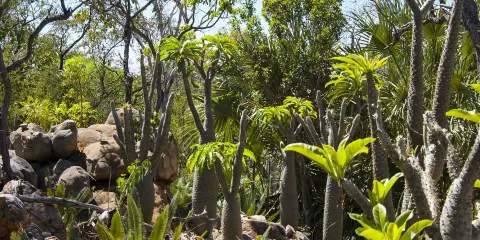 Jurassic Cycad Gardens