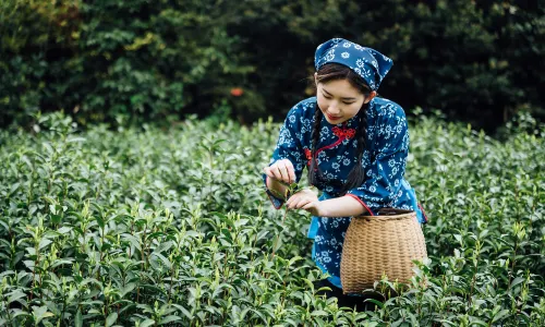 Tea Culture Experiences in Hangzhou